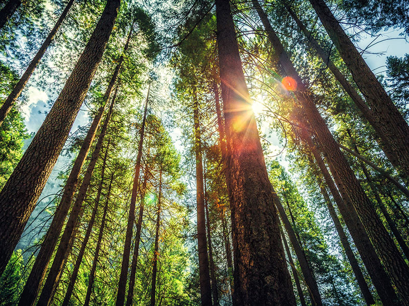 Sun through the trees